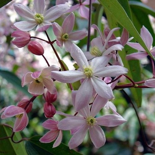 Clematis armandii Apple Blossom (Immergrün und Winterhart) - Mehrjärige Kletterpflanze - rosa - 2 Liter Topf | ClematisOnline Kletterpflanzen