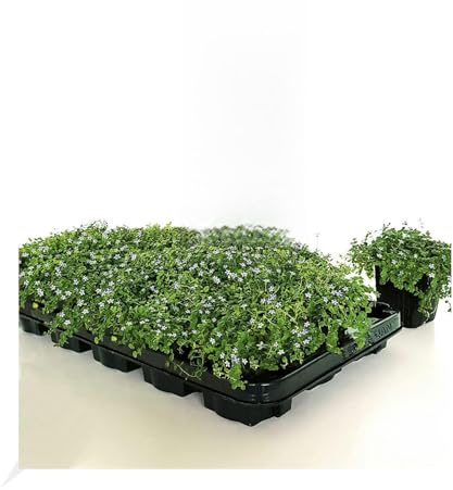 BALDUR Garten 25x Winterharter Bodendecker Isotoma 'Blue Foot®', Pflanzen im 9x9 cm-Topf, Isotoma fluviatilis, trittfest, Blauer Bubikopf, Rasen-Ersatz, Dauerblüher, 5-6 Pflanzen pro qm, mehrjährig