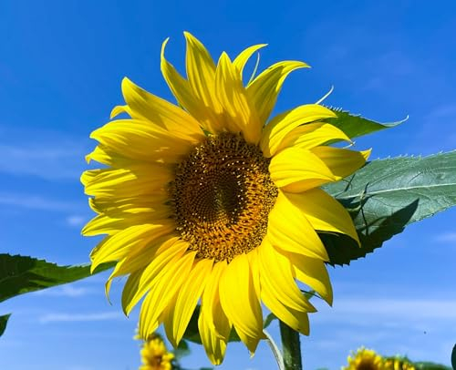 200 Samen Große Gelbe Sonnenblume Samen Helianthus annuus Hohe große gelbe Blüten, Bienenmagnet Sonnen Blumen
