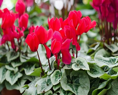 Nouvelles graines de fleurs de cyclamen fraîches 100 pièces