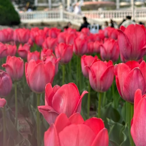 bulbi di tulipano selvatico - balcone giardino roccioso resistenti estivi esterno 12pcs