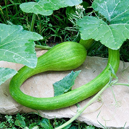 Zucchini-Samen Trombocino, Rampicante, italienische Posaune, Squash, 100 Samen