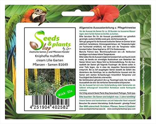 Seeds Plants Shop B1649 Lot de 10 graines de lys Crème