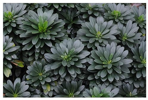 3 x Euphorbia amygdaloides ssp. 'Robbiae' (Stauden/Staude/Mehrjährig/Winterhart/Immergrün/Bodendecker) Mandelblättrige Wolfsmilch - Robust, elegant und perfekt für den Schatten - von Stauden Gänge