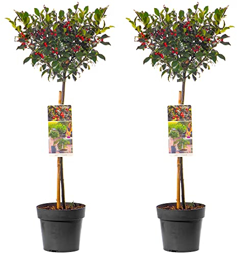 Albero di agrifoglio standard - Confezione da 2 | Lollipop sempreverde resistente | Per patio, giardino