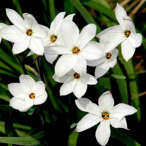 Graines de Plant World Graines d'Ipheion Alberto Castillo: PAQUET DE 100 GRAINES