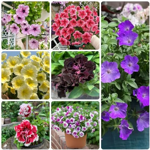 semi di petunia perenni, ombra petunie pendenti decorativi resistenti al balcone primaverile, selvatici resistenti all'esterno 600pcs