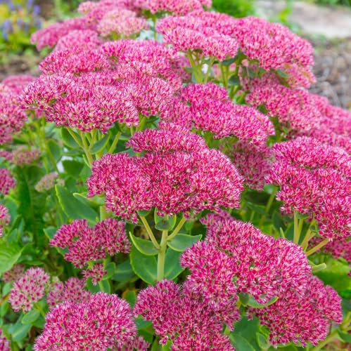 6 x Orpin d'automne 'Herbstfreude' - Sedum 'Herbstfreude' - Godet 9x9cm