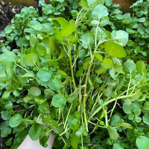 semi biologici di crescione, resistenti perenni decorative 300pcs