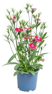 Clavel Chino - Planta Natural - Planta de Exterior Resistente - Apta para Principiantes