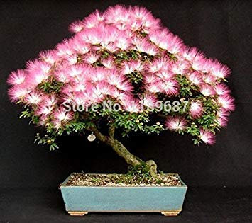 mini Bosai Baumsamen 9 Art Arten mehr als 100 Samen Mini Bonsai Samen insgesamt senden rosafarbene Samen als Geschenk