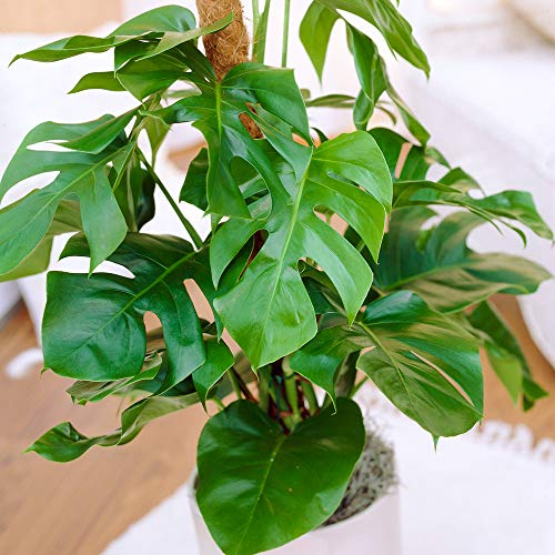 Plante Monstera Faux Philodendron | Idéale pour la Maison ou le Bureau | 40-50 cm en pot