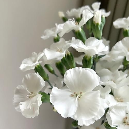 Semi di chiodi di garofano biologici, decorazione da giardino per esterni Semi di garofano dolce - regali per gli amanti del giardino regali da giardino per le donne per gli 150pcs