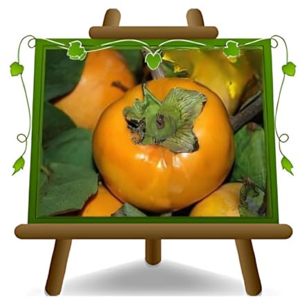 caqui árbol caqui vainilla – plantas frutales antiguas en maceta 26 – árbol max 200 cm – 4 años cultivo Italia