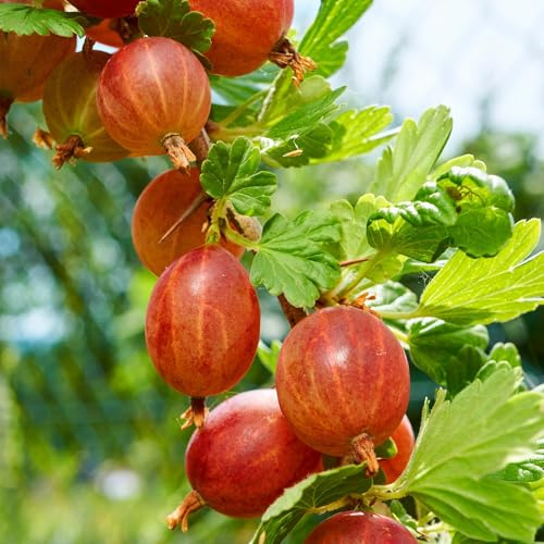 Uva spina – Ribes uva-crispa Hinnomäki rosso – pianta da frutta – bacca rossa – 2 piante – vaso 11 cm altezza 40 cm