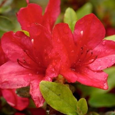 Red Formosa Azalea (Southern Indica) – Live Shrub, Hardy Evergreen, Vivid Red Spring Blooms – Ideal Landscape Plant for Zones 7-10 (2 Gallon Plant)