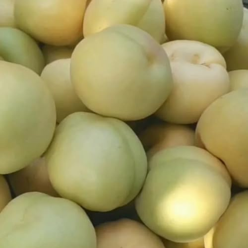 semillas resistentes del albaricoquero - balcón, jardín 8pcs