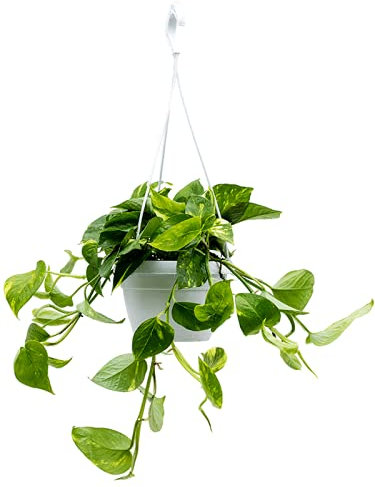 Golden POTHOS Scindapsus Epipremnum Aureum Devils Ivy Hanging Indoor Plant in 15cm Pot