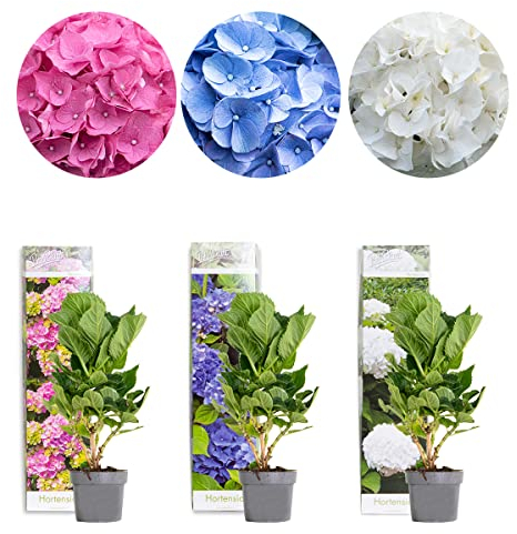 Bloomique - 3er-Mix - Hydrangea Macrophylla - Rosa, Blau, Weiß - Hortensie - Bauernhortensie - Gartenpflanzen - Winterhart - 20-30 cm Hoch - Topf 10,5 cm