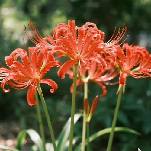 Vnuhgzs Lirios resistentes a la sequía - Decoración de jardín de bajo mantenimiento - Crea un mar de lirios araña rojos-6 bulbos-J