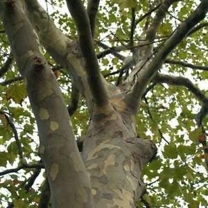 Semillas de plátano de Londres CSNCH (Platanus Acerifolia) 200+ semillas