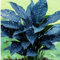 Bulbos De Hosta,Hojas Abundantes,Bajo Mantenimiento,Extremadamente Resistentes Al FríO,Flores Brillantes En Verano, Adecuadas Para Jarrones De Flores Cortadas,-15 bulbos-F