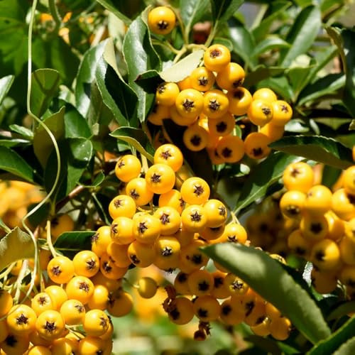 85 piezas semillas de espino de fuego, jardín columnares cama elevada balcón decorativas