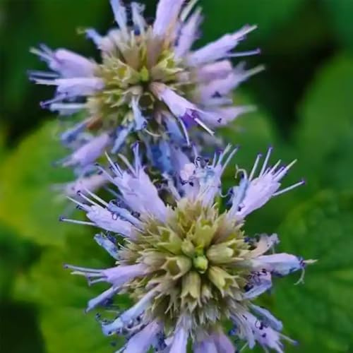 duftnesselsamen, duftnessel mehrjährig steingartenpflanzen winterhart gartenblumen heilkräuter zimmerpflanzen 60pcs