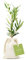 Pack de 12 Olivos Olea Europaea Arbequina en saco de saco de algodón - Árboles pequeños naturales para plantar - Regalos para invitados (Tarjeta stándard)