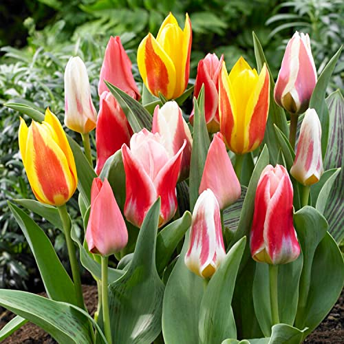 Mélange de tulipes Greigii, 25 Bulbes de tulipes exclusifs de Hollande, Au moins 5 variétés et couleurs différentes, Bulbe résistant à l'hiver et vivace pour le jardin, les pots et le balcon.