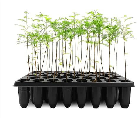 Skallig cypress | 20 levande träd | Taxodium Distichum | Fuktolerant snabbväxande skuggträd