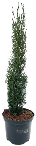 6 Stück Cupressus sempervierens 'Totem' 20-25cm von Intragarten | Säulenzypresse | Toskanische Zypresse | winterhart und immergrün im 9cm Topf
