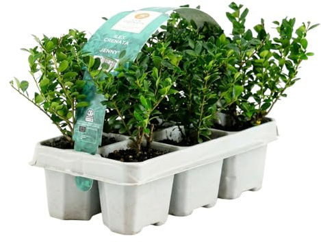 Bloomique - Set di 6 - Ilex Crenata Jenny - Agrifoglio giapponese - Gaultheria - Resistente - Compatto - Altezza 10-20 cm - Radici 6 cm