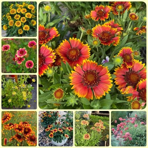 Semillas de escarapela, Gaillardia, semillas de pradera Gaillardia pulchella, perennes resistentes 200pcs