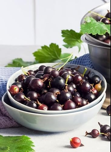 Jostaberry -Ribes jostaberry/jostabes - blackcurrant and gooseberry in 15 cm Pot - 50cm Height - Tasty Berries - 100% organically Grown Fruit