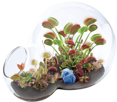 Grow Your Own Venus Fly Trap, Kids Garden Glass Terrarium Starting Kit to Sprout Flytrap and Sundew Plants, Includes Seed and Complete Terrarium Supplies for The Plant to Thrive