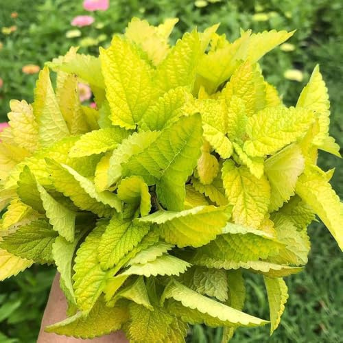 zitronenmelissesamen seltene exotische unentbehrlich 150pcs