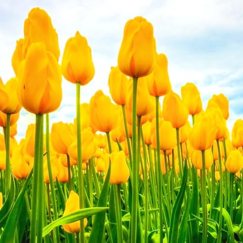 Bulbos De TulipáN,Mezcla De Bulbos De TulipáN,Tulip Bulbs,Abierto todo el año,JardíN Perenne Agradable-20Bulbos-a