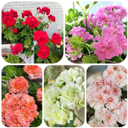 semillas de geranio de cortadas geranios pelargonios colgantes ornamentales decoración de balcón, decoración de sala de estar 50pcs
