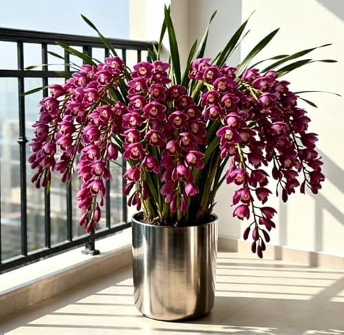 Orchidea Cymbidium dal profumo intenso - Facile da coltivare - Fiorisce sia in casa che all'aperto - Adatta ai principianti-5 PCS-A