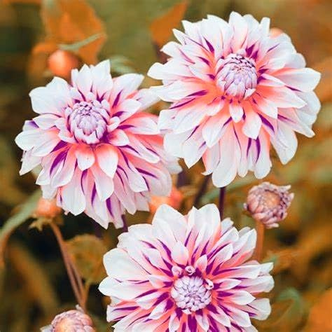 Dahlia tubers UK Hardy=Dahlia Bulbs Plants=Strong Plants That Grow Well=Mix Golden Jade Carving Feels Perfect-2 Bulbs-B