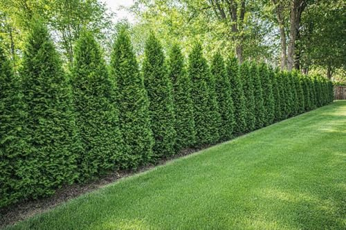 25st. Thuja Smaragd 120-150cm ohne Topf gemessen für 10m Hecke Lebensbaum Heckenpflanzen Edelthuja immergrüner Sichtschutz Hecke