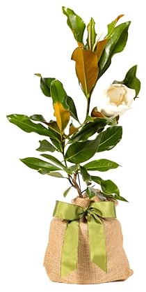 Southern Magnolia Sympathy Gift Tree by The Magnolia Company with a Personalized Stainless Steel Engraved Tag - Send a Meaningful Gift with Fragrant White Flowers - Can Not Ship to California