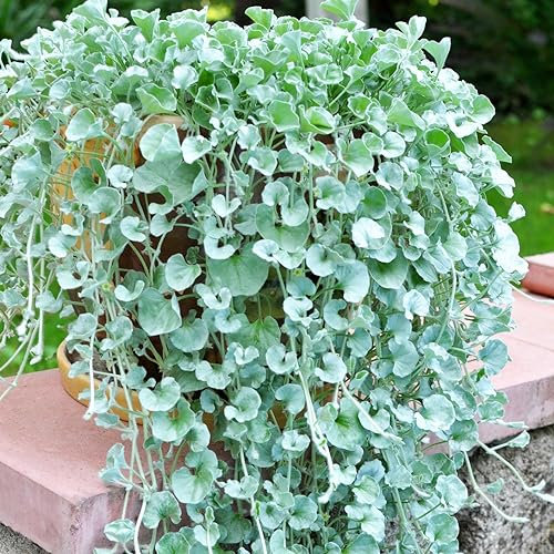 Dichondra Silver Falls Flower Seeds - 6 Pelleted Rare Seeds