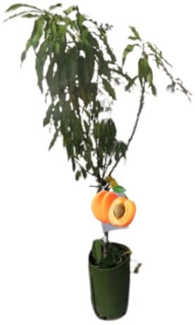 Vivaio Garden Forest Pesco Nano, H130 cm, Pianta vera, Pianta da frutto, Albero da frutto, Pianta da vaso, Pianta ornamentale, Pianta da terreno, Terrazzo, Balcone, Frutto succoso, Giardinaggio