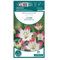 Verdecora Pack 2 Bulbos de Lilium Blanco con Borde Rosa - Elegancia y Fragancia para Tu Jardín - Bulbos de primavera