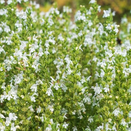 ajedrea, orgánicas interior exóticas jardín rocas balcón invernadero al aire 450Semillas