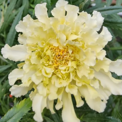 semillas de caléndula, cortadas Tagetes erecta, exterior resistentes verano variedades antiguas Decoración jardín para exteriores mariposas 300pcs