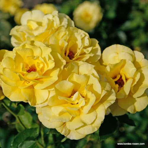 2 x Rosier - Rosa 'Climbing Friesia' pot 25-30 cm - Le rosier grimpant à fleurs jaunes et au parfum impressionnant