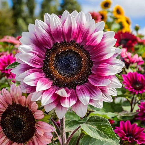 ZEshops 50pcs Rare Strawberry Pink Sunflower Seeds - Non-GMO Heirloom, Easy Grow Instructions Included - Unique Garden Addition